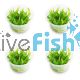 4x Echinodorus Bolivianus (Rusby) Holm TC