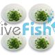 4x Hydrocotyle Tripartita 'Japan' - TC