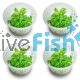 4x TC - Hygrophila Stricta - Blue Stricta
