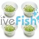 4x Proserpinaca Palustris 'Cuba' - Mer - TC