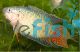 Paradise Fish Male 6cm
