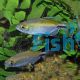 African Longfin Tetra