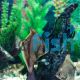 African Mono - Brackish