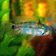 Agassizii Alenquer Apistogramma