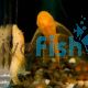 Albino Bristlenose Catfish