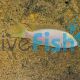 Albino Princess Cichlid 3.5cm