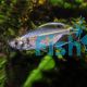 Yellowtail Congo Tetra