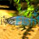 Yellowtail Congo Tetra