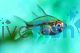 Glass Fish - Chanda Ranga 4cm