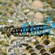Dwarf Loach