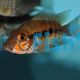 Turquoise Cichlid 4cm