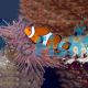 6x Orange and White Clownfish 