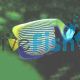 Angelfish - Emperor Adult Wild Harvested