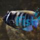 Angelfish Six Bar - Euxiphipops sextriatus