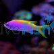 Anthias Evan's