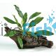 Anubias Afzelli on Large Driftwood 