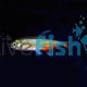 Rathbuni Bloodfin Tetra