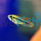 APISTO. AGASSIZII DOUBLE RED