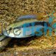 Apistogramma erythrura