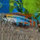 Apistogramma Agassizii