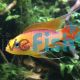 Apistogramma Fire Gold