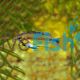 Apistogramma Atahualpa