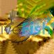 Apistogramma Borelli Opal