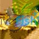Apistogramma Borelli Opal