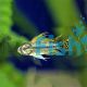 APISTOGRAMMA CACATUOIDES