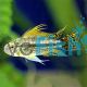 APISTOGRAMMA CACATUOIDES 