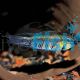 Apistogramma Gibbiceps
