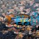 Apistogramma Macmasteri