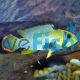 Apistogramma Panduro