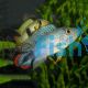 Apistogramma Panduro