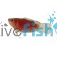 Apricot Paradise Fish