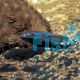 KNIFE FISH BLACK GHOST