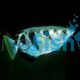 Archer Fish 10cm