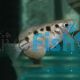 Archer Fish - Brackish