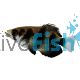 Archer Fish Brackish 