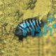 Convict Cichlid 3.5cm