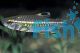 Red Eye Characin 5cm 