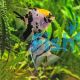 Assorted Angel Fish