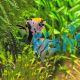 Assorted Angel Fish