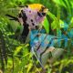 Assorted Angel Fish