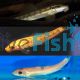 Assorted Sucking Catfish