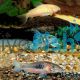 6x Assorted Corydoras