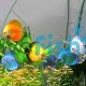 Assorted Discus 