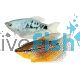 Assorted Gourami