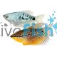Assorted Gourami 