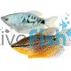 Assorted Gourami 
